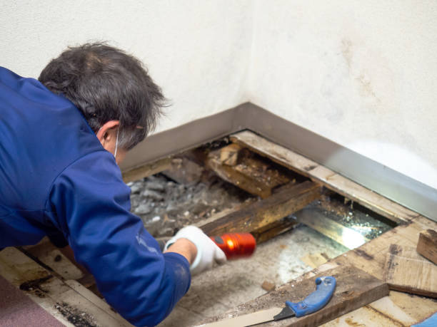Best Crawl Space Mold Removal  in Lockney, TX