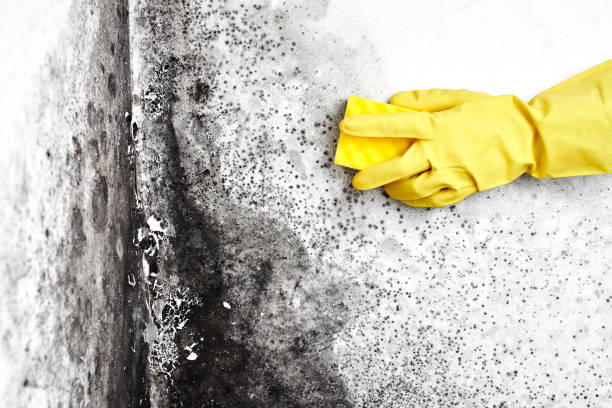 Home Mold Removal in Lockney, TX