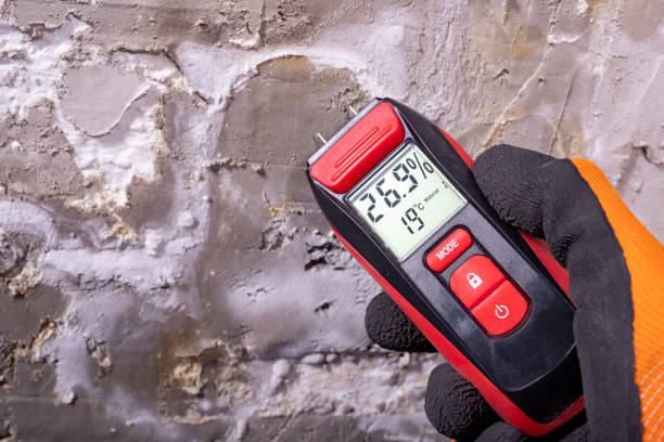 Professional Mold Removal in Lockney, TX