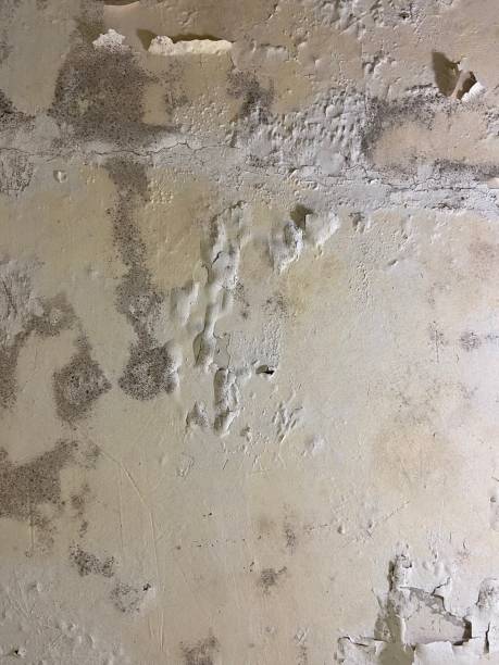 Best Mold Removal and Inspection  in Lockney, TX